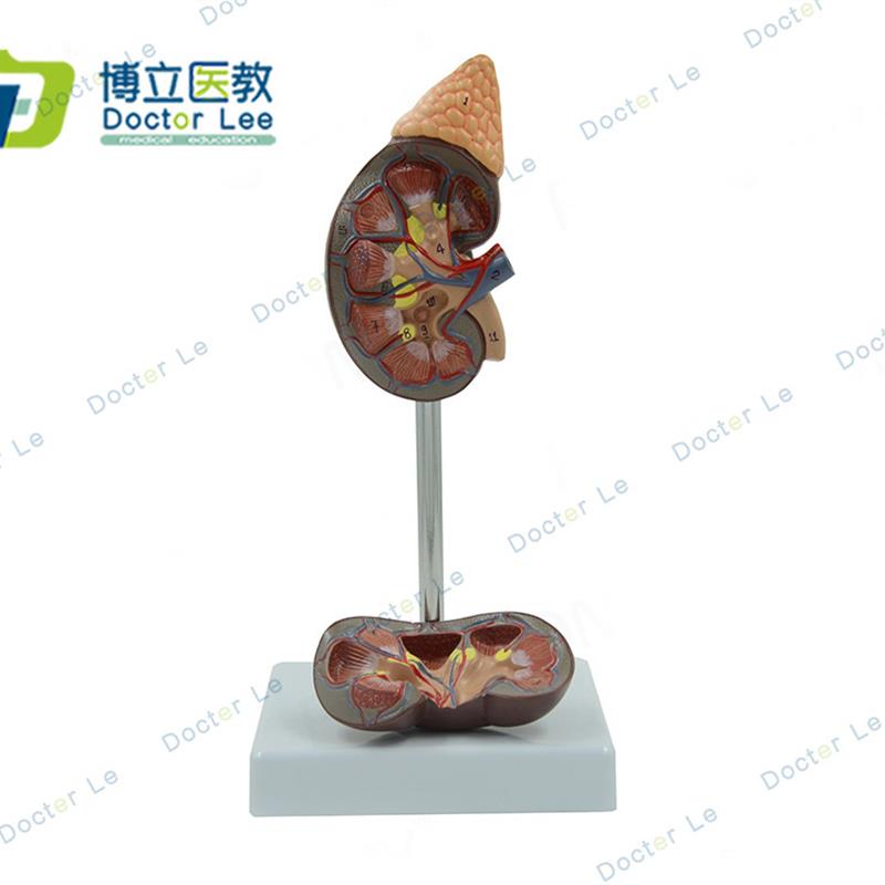 人体器官肾脏模型 泌尿科肾脏医学医用讲解教具模型 自然大 - 图2