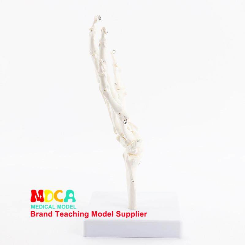 人体手骨模型医用关节骨骼模型可活动教具功能展示康复教学用具,淘宝优惠券,粉丝福利购,淘宝优惠卷