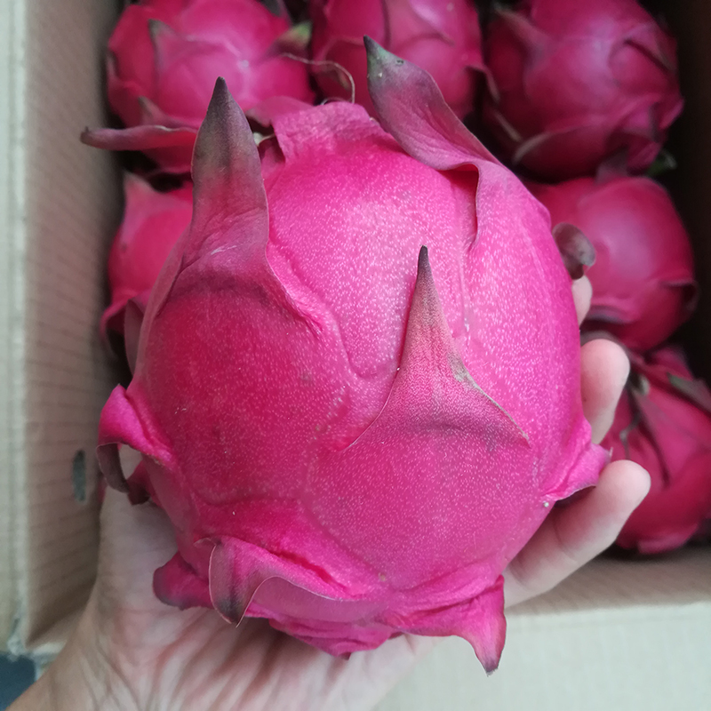 果优品海南蜜宝红心火龙果5斤大果新鲜水果包邮广西红肉火龙果金都一号2