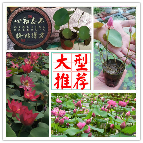 【大型荷花推荐】(建国碗莲苑)荷花种藕阳台池塘开花盆栽水培植物 - 图2