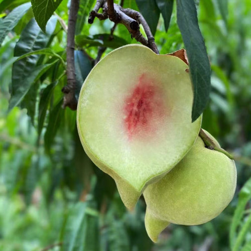 嫁接鹰嘴桃树果苗特大脆甜桃子树苗南方北方种植苗盆栽地栽桃树苗 - 图2