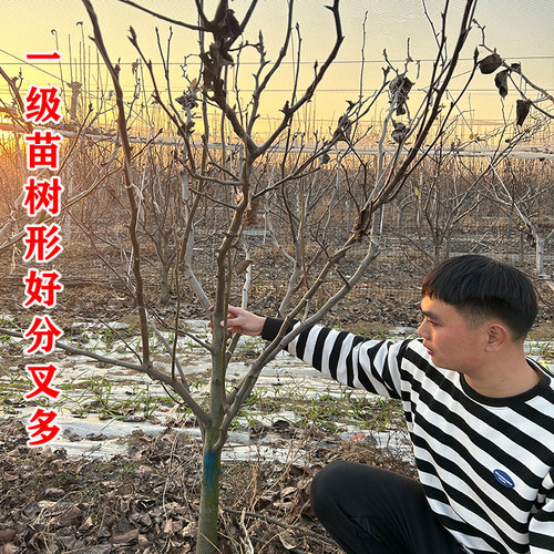 梨树果苗嫁接秋月梨苏翠一号青皮梨树果苗翠冠梨树活苗南北方种植 - 图0