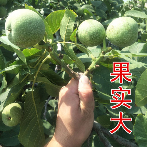 纸皮核桃树果苗特大薄皮185新疆纸皮核桃苗树南北方种植盆栽地栽 - 图0