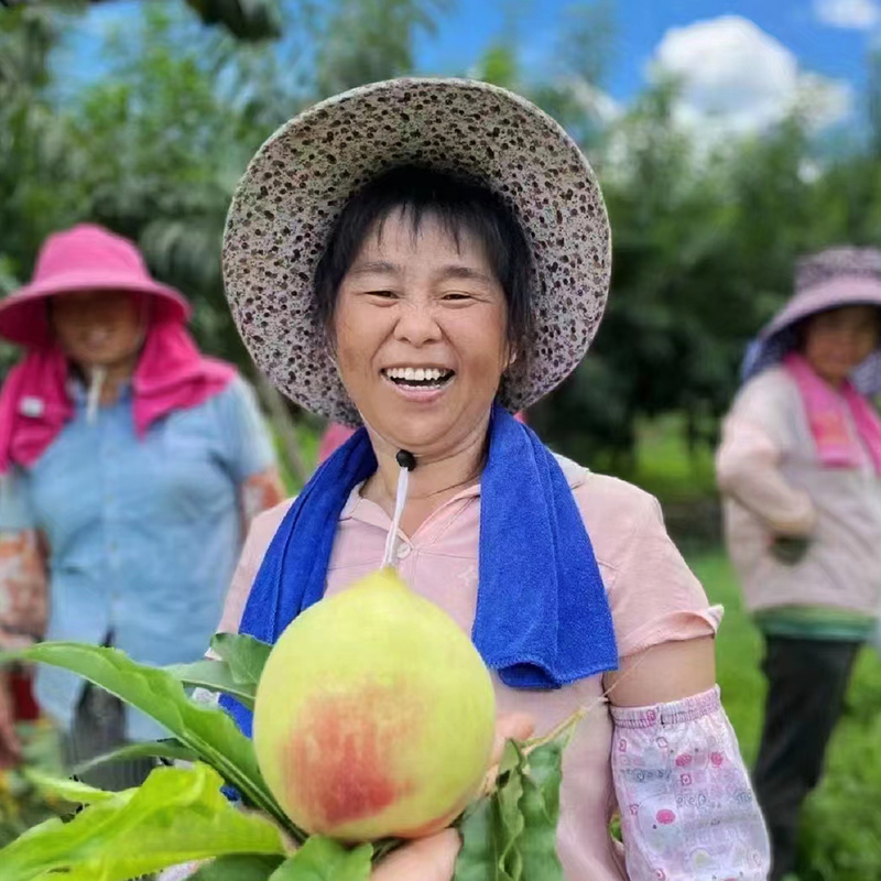 嫁接鹰嘴桃树果苗特大脆甜桃子树苗南方北方种植苗盆栽地栽桃树苗 - 图0