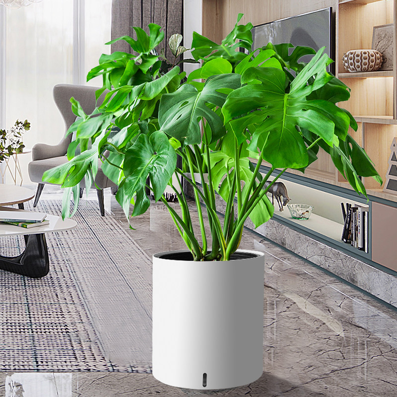 老桩龟背竹大盆栽客厅室内大型植物大叶北欧真绿植办公室新房好养_虎窝淘