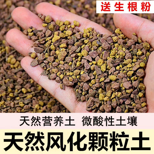 流泉枫专用土枫树赤玉土风化土风化石颗粒土酸性土红土专用肥玉肥 - 图0