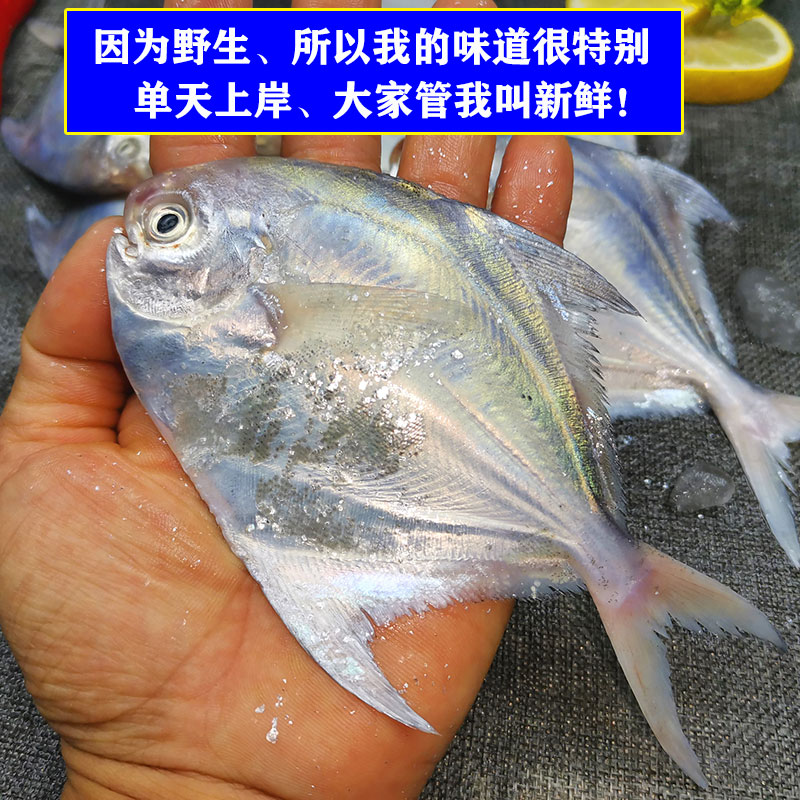 鲳鱼鲜活野生小银鲳鱼海捕平鱼仓鱼扁鱼新鲜湛江海鲜特产小白鲳鱼 - 图2