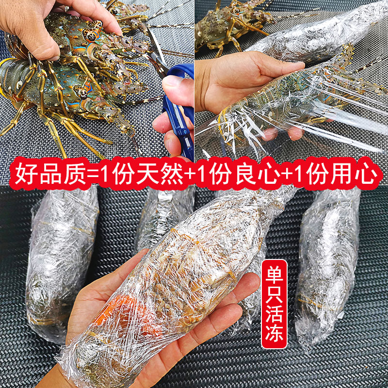 龙虾鲜活新鲜大龙虾小青龙虾波士顿澳洲花龙虾波龙湛江超大青龙虾 - 图2