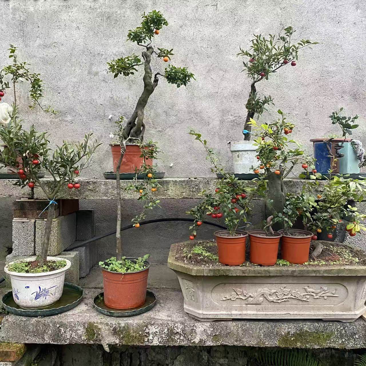 金弹子盆栽盆景花卉,淘宝优惠券,粉丝福利购,淘宝优惠卷