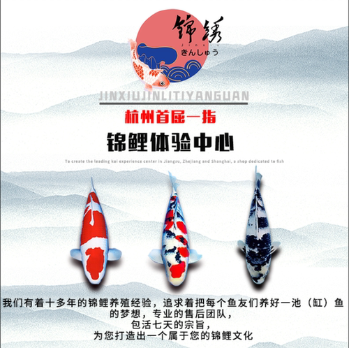 锦鲤活体观赏鱼淡水鱼冷水鱼锦鲤鱼白金黄金红白三色锦鲤红草鱼 - 图0