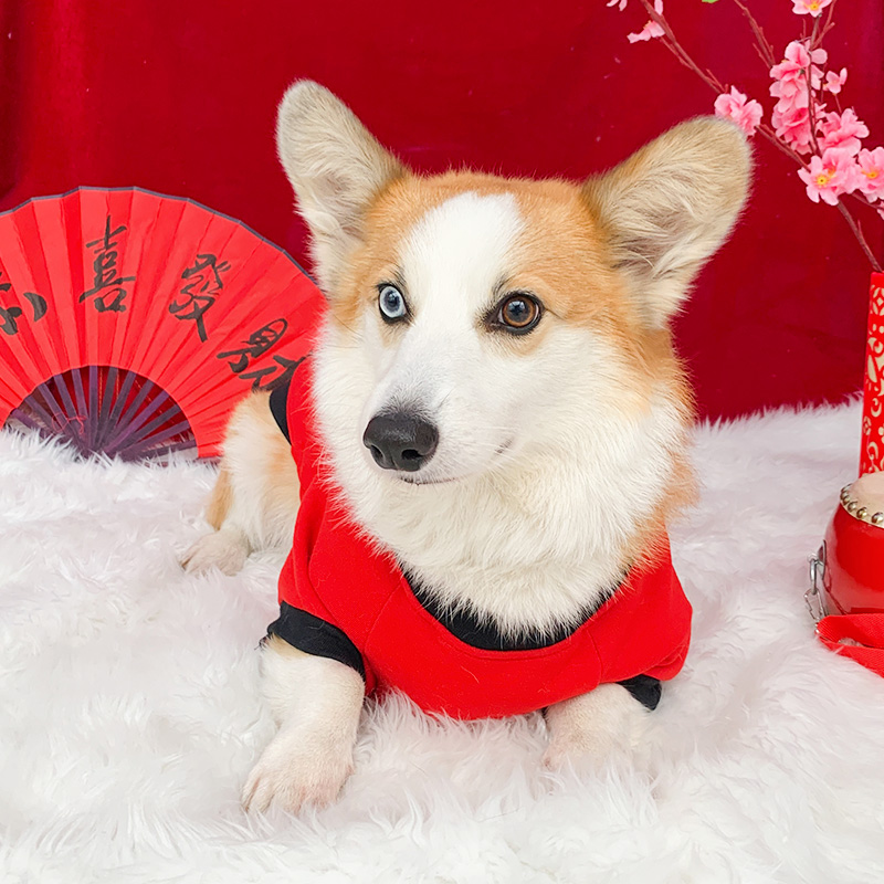 柯基犬狗狗新年衣服秋冬装柴犬小型犬过年喜庆冬季卫衣宠物拜年服 - 图0