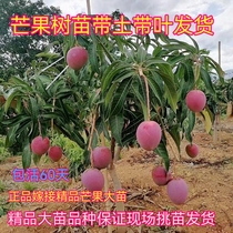Authentic grafting mango sapiao Miao Gui Seven red Guidos mango Miao Miao Miao Miao planting the results of the year