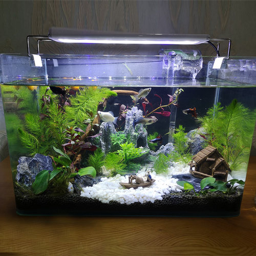 白色石子天然石头鹅卵石多肉铺面石盆栽花盆庭院鱼缸造景园艺装饰 - 图3