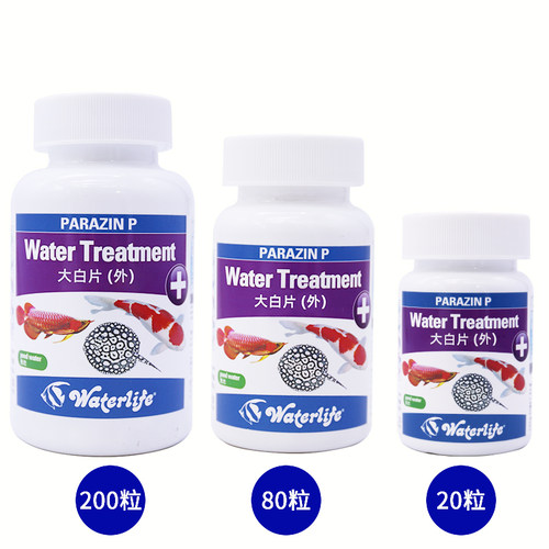 大白片罗汉鹦鹉七彩头洞龙鱼金鱼外内大白片寄Waterlife正品 - 图1