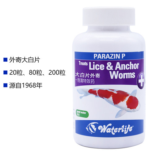 大白片罗汉鹦鹉七彩头洞龙鱼金鱼外内大白片寄Waterlife正品 - 图2