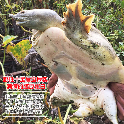 外湖生态鲜活老甲鱼水鱼团鱼王八6年中华鳖3斤活体公鳖老鳖淡水产 - 图0