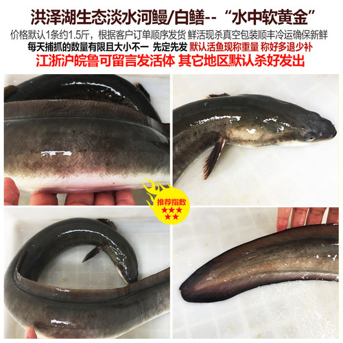 新鲜河鳗活体 淡水鳗鱼 白鳝白鳗鲜活现杀淡水鱼水产 每条约1.5斤 - 图2