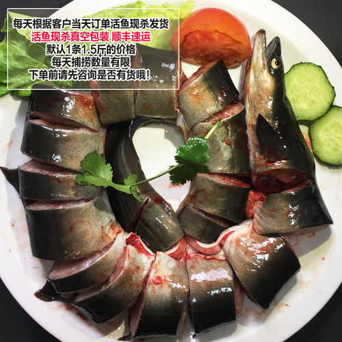 新鲜河鳗活体 淡水鳗鱼 白鳝白鳗鲜活现杀淡水鱼水产 每条约1.5斤 - 图3