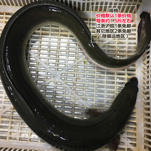新鲜河鳗活体 淡水鳗鱼 白鳝白鳗鲜活现杀淡水鱼水产 每条约1.5斤 - 图1