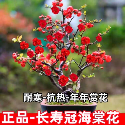 海棠花盆栽老桩长寿冠盆景带花苞重瓣四季开花卉庭院耐寒植物 - 图2