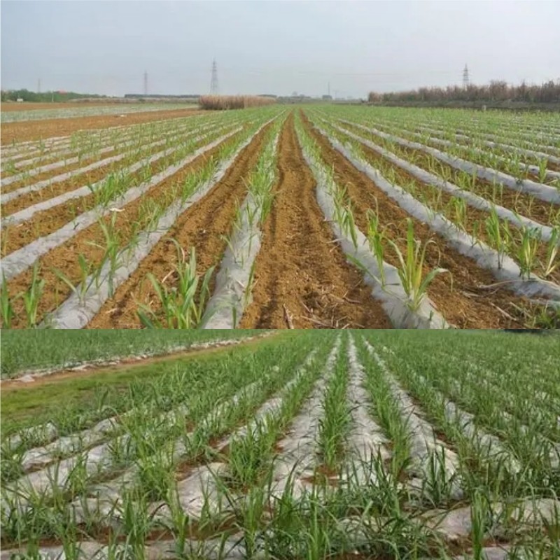 甘蔗专用地膜农莫白种植不长草防田除草布覆盖大棚保温保湿塑料薄,淘宝优惠券,粉丝福利购,淘宝优惠卷