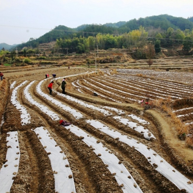 甘蔗专用地膜农莫白种植不长草防田除草布覆盖大棚保温保湿塑料薄,淘宝优惠券,粉丝福利购,淘宝优惠卷