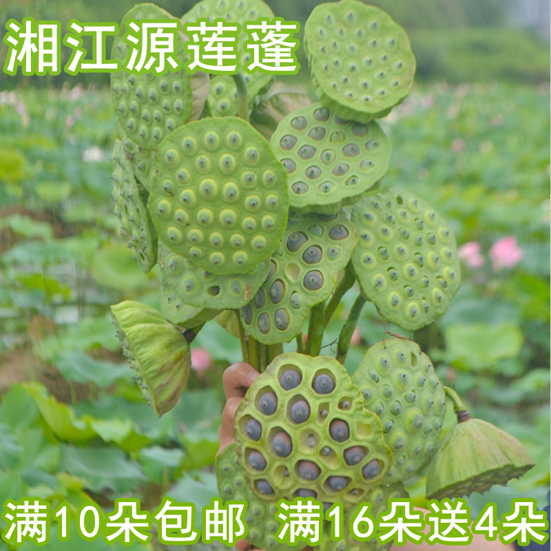 正宗湖南新鲜莲蓬莲子鲜甜生吃莲蓬当季水果零食莲蓬莲子 - 图0