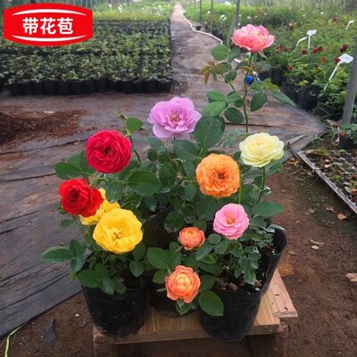 玫瑰花苗四季带花苞花卉观花绿植物室内外阳台盆栽特大花月季蔷薇 虎窝淘