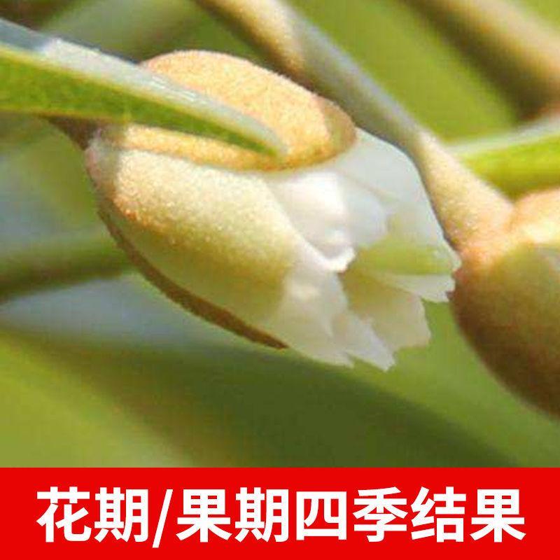 台湾神秘果树苗四季开花当年结果变味果南方北方种植包邮果树果苗-图1