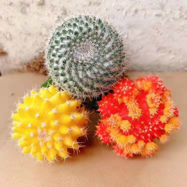 多彩仙人球五彩球玉翁黄球带柱子美观好看室内好养耐旱盆栽,淘宝优惠券,粉丝福利购,淘宝优惠卷