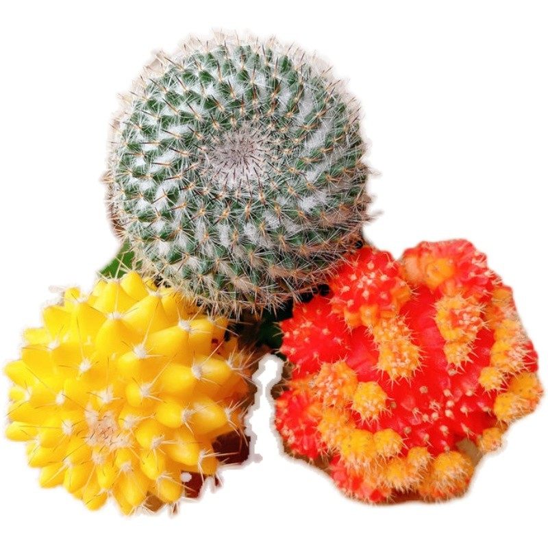 多彩仙人球五彩球玉翁黄球带柱子美观好看室内好养耐旱盆栽,淘宝优惠券,粉丝福利购,淘宝优惠卷