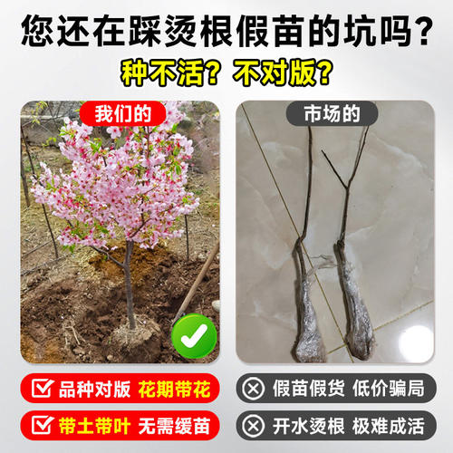 日本樱花树重瓣盆栽南北方室外庭院种植绿化工程苗开花风景树苗木 - 图0