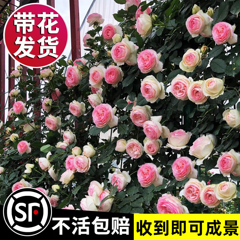 蔷薇花苗藤本月季庭院爬藤植物特大花种阳台花卉四季开花玫瑰盆栽,淘宝优惠券,粉丝福利购,淘宝优惠卷