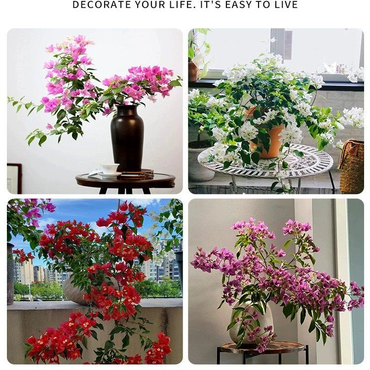 三角梅盆栽带花苗爬藤植物重瓣老桩室内阳台盆栽马斯花卉庭院四季,淘宝优惠券,粉丝福利购,淘宝优惠卷