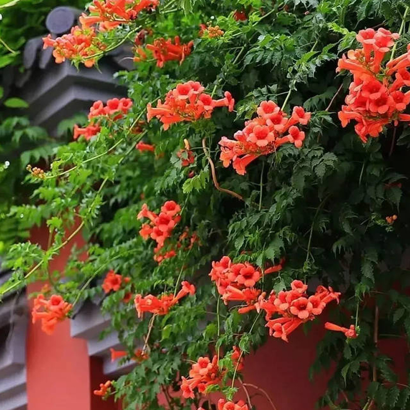 凌霄花树苗爬藤植物四季开花卉绿植盆栽庭院阳台炮仗花特大苗耐寒 - 图3