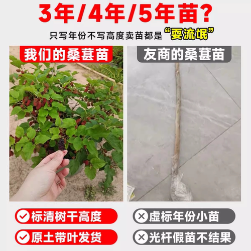 桑树活苗桑叶树苗盆栽养蚕食用大叶桑葚室外庭院南北方四季种绿植 - 图0