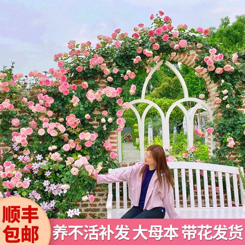【2米特大苗】蔷薇花苗藤本月季爬藤植物四季开花卉盆栽玫瑰花树 - 图0