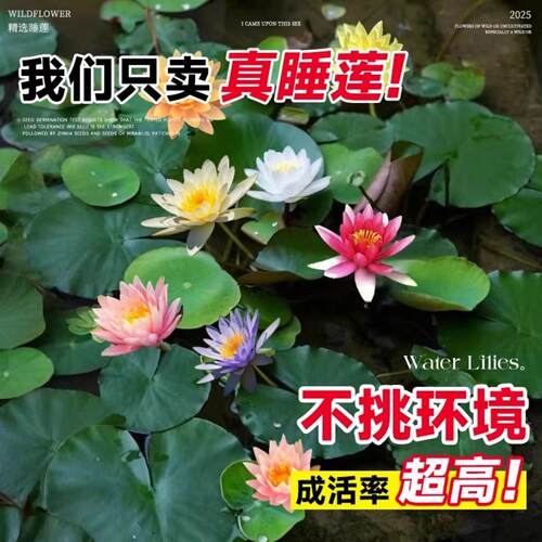 睡莲水培植物带花苞四季好养池塘荷花藕种盆栽水养水莲花根块种子 - 图2
