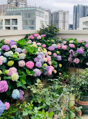 绣球花苗盆栽耐寒老桩四季开花