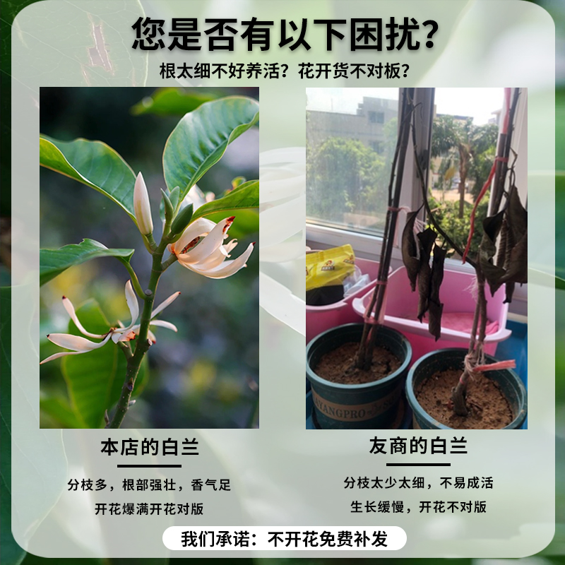 白兰花盆栽玉兰树苗花卉室内庭院带花苞浓香绿植耐寒易活四季开花 - 图2