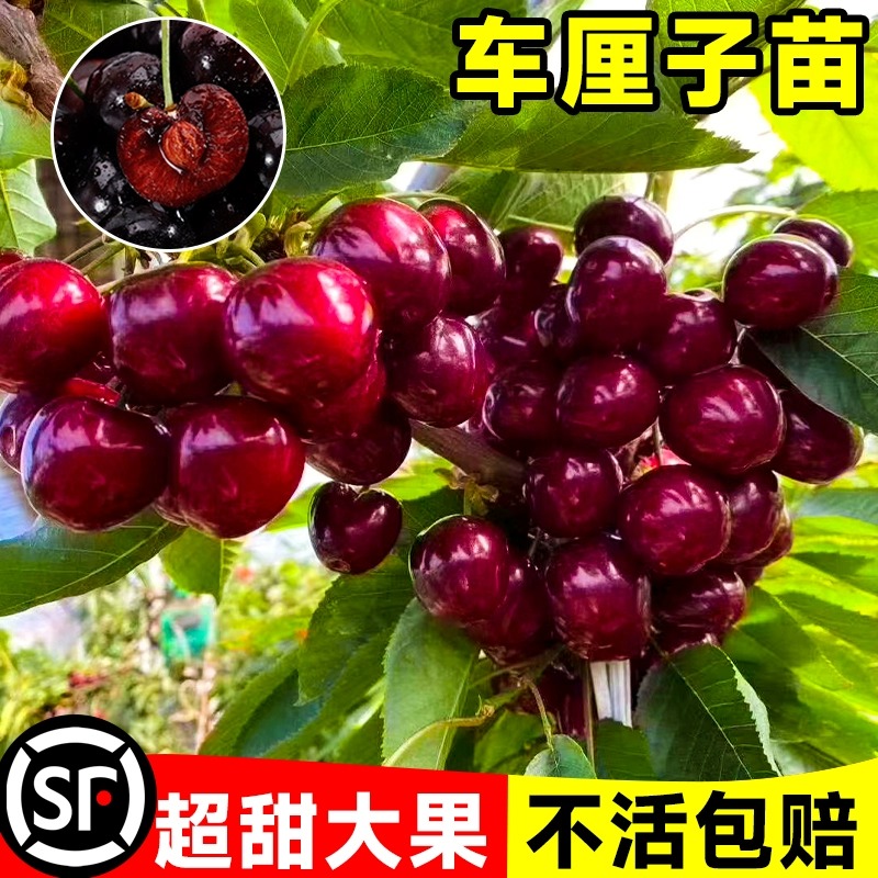 车厘子树苗樱桃树苗包成活黑珍珠果树庭院地栽南北方种植现挖现发 - 图0