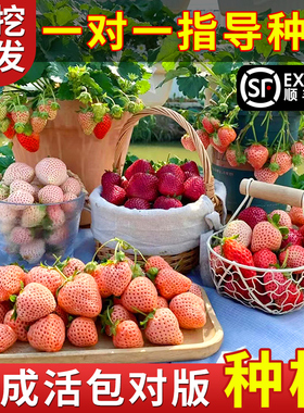 草莓苗四季盆栽室内食用草莓