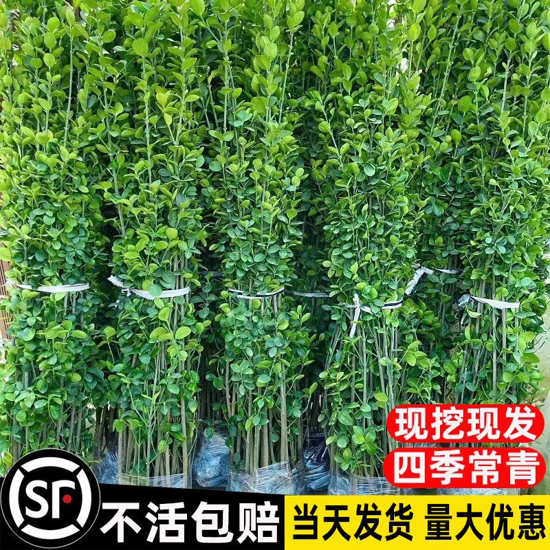 北海道冬青篱笆植物围栏围墙大叶树苗黄杨苗四季常青耐寒庭院绿植 - 图0