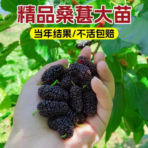 桑树活苗桑叶树苗盆栽养蚕食用大叶桑葚室外庭院南北方四季种绿植 - 图3