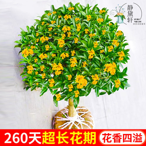 四季桂花树苗金桂庭院浓香原生地栽室内外盆栽八月丹桂花卉绿植物 - 图3