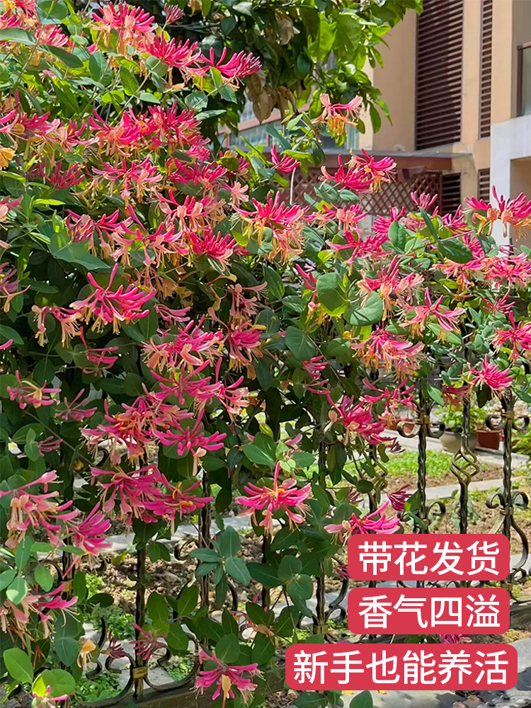 金银花树苗盆栽鸳鸯忍冬藤室内浓香花卉阳台庭院四季爬藤植物易活-图1