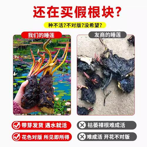 睡莲水培植物带花苞四季好养池塘荷花藕种盆栽水养水莲花根块种子 - 图0