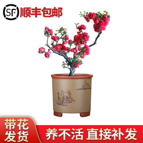 海棠花树苗盆栽带花苞老桩耐寒植物室内庭院阳台花卉绿植四季开花 - 图3