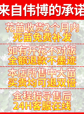 海棠花树苗带花苞老桩耐寒植物