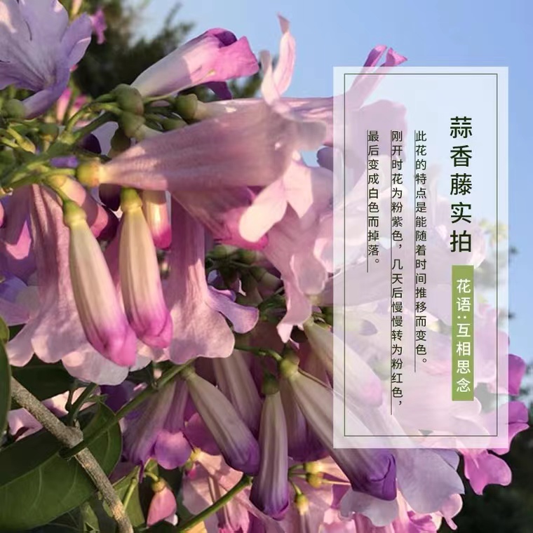 蒜香藤花苗爬藤植物紫铃藤藤本花根叶藤带蒜香味庭院花卉盆栽植物 - 图1